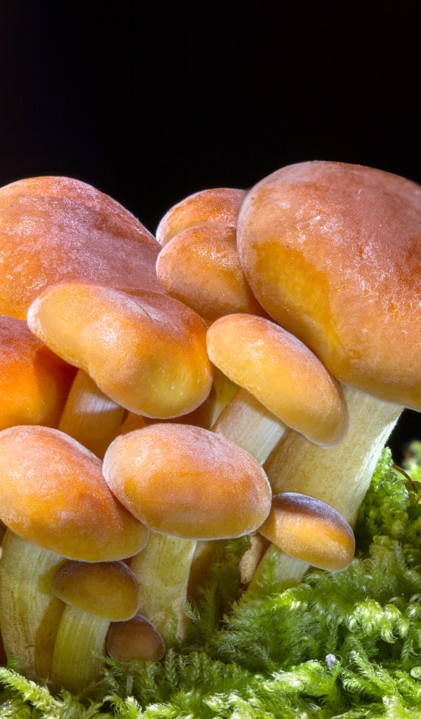 Семейство грибов растет в зеленом мху 