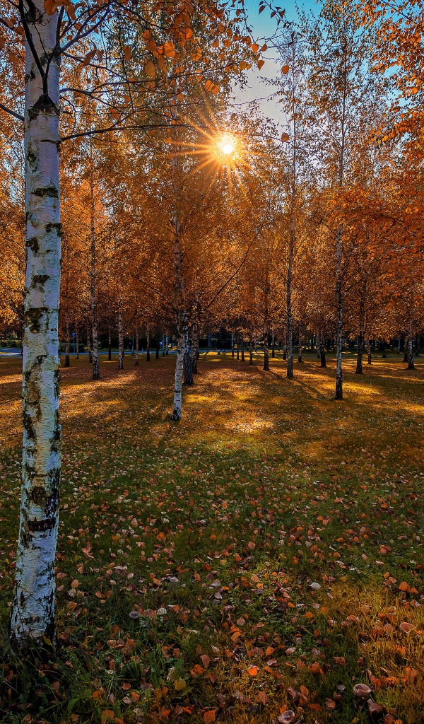 Солнце пробивается сквозь березовые деревья в осеннем парке