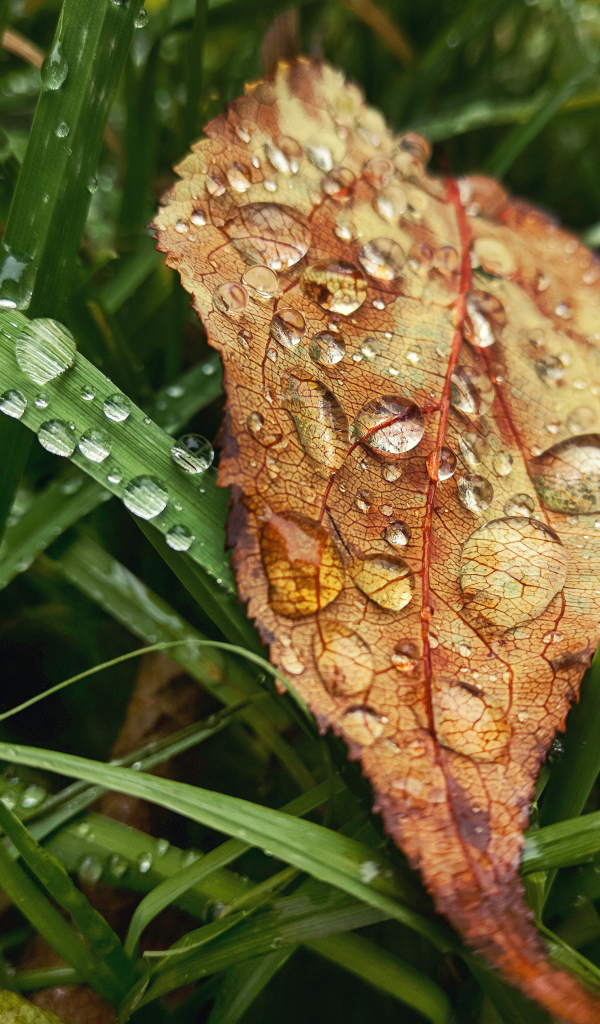 Желтый осенний лист в зеленой траве в каплях дождя
