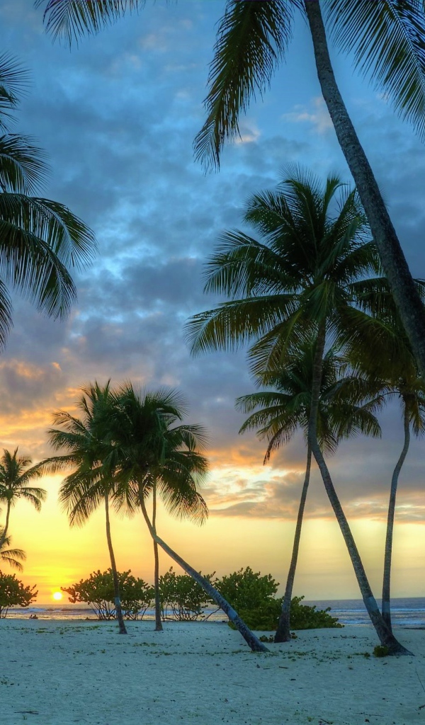Palm trees on white sand at sunset near the ocean
