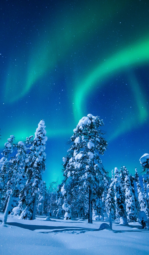 Northern lights in the sky over snow-covered firs, Finland