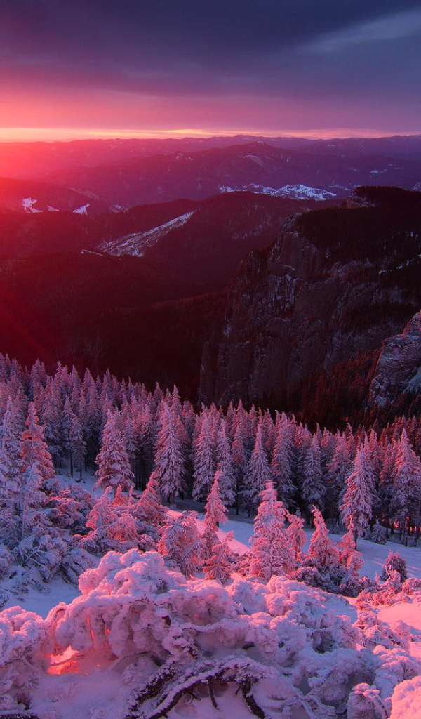 Розовый зимний рассвет над лесом 