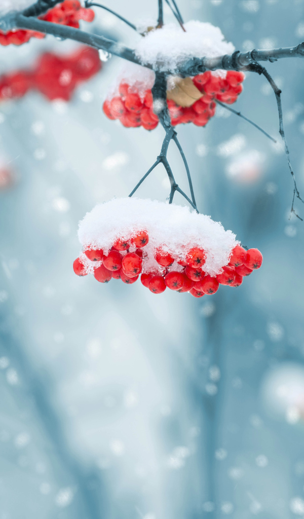 Красные ягоды рябины на ветке покрыты снегом зимой