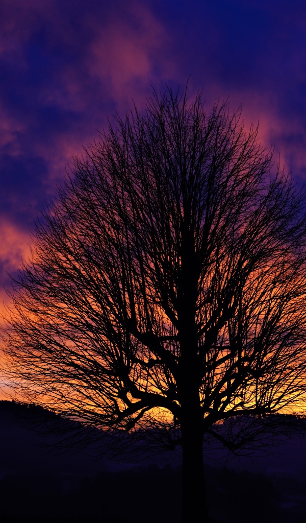 Силуэт дерева на фоне красивого неба на закате зимой