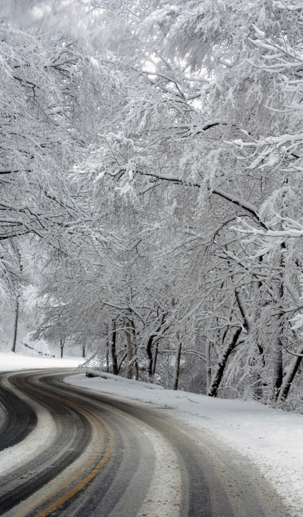 Покрытые инеем деревья у зимней дороги