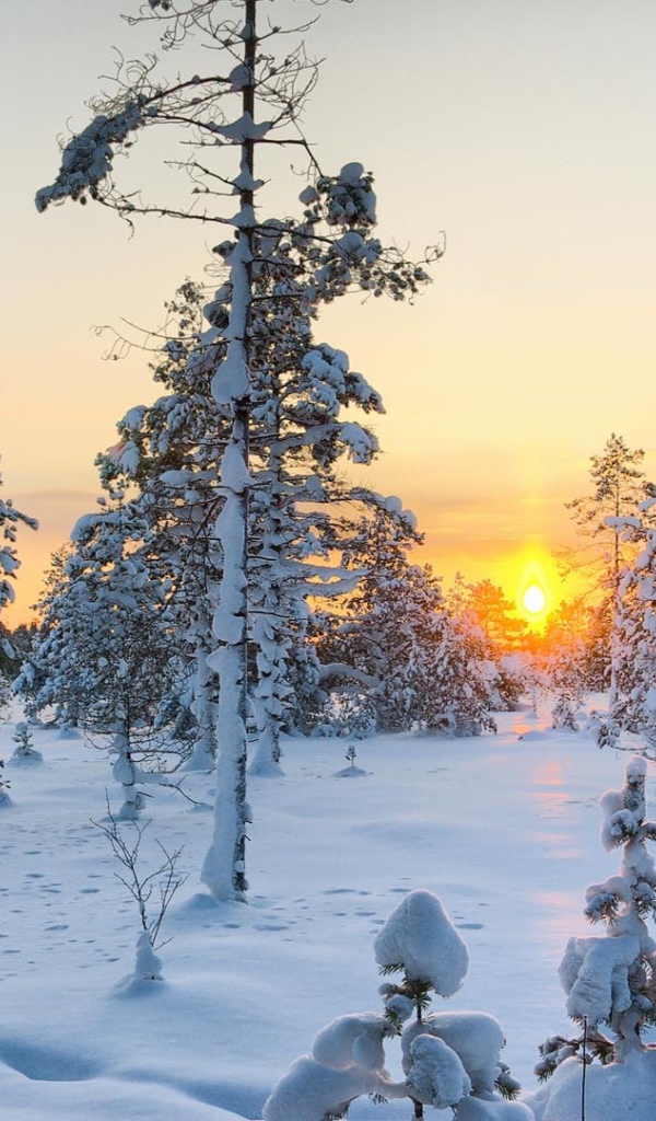 Зимний рассвет над заснеженными елями 