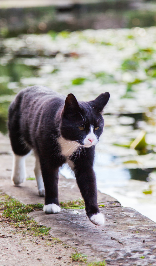 Красивый черно-белый кот идет по краю фонтана