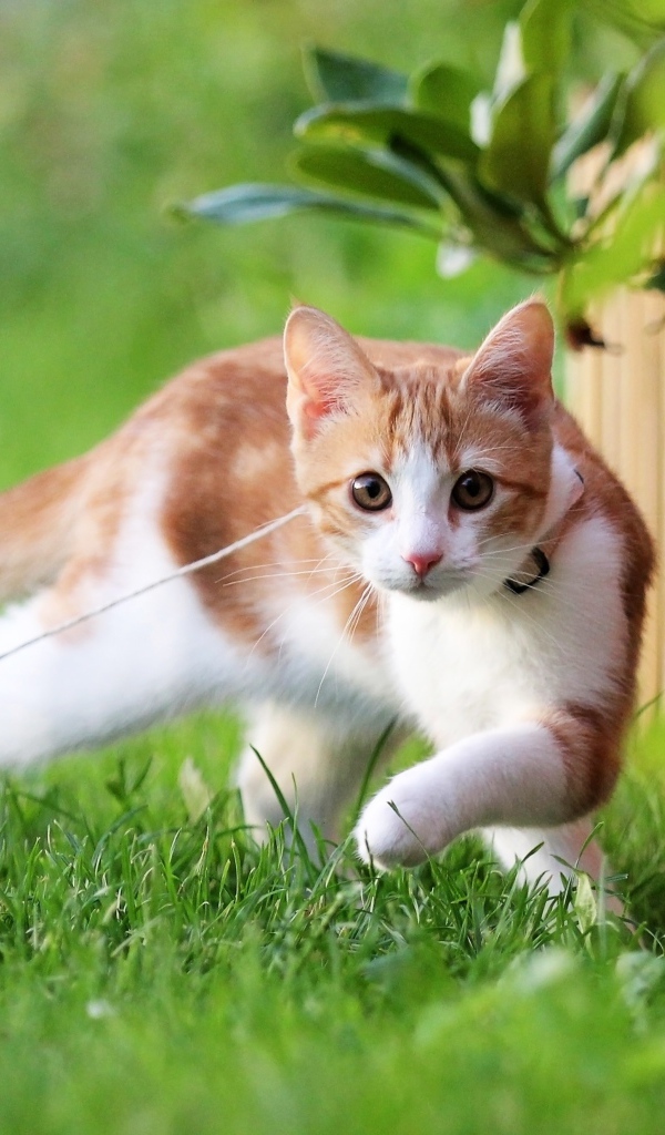 Маленький котенок на поводке гуляет по зеленой траве