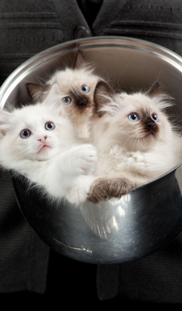 Красивые породистые котята в кастрюле
