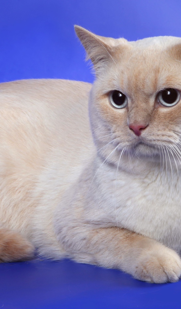 Британская кошка кремовый-пойнт окрас
