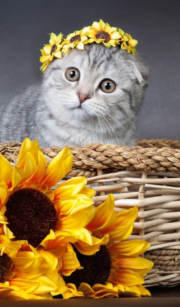 Котенок британец сидит в корзине с цветами