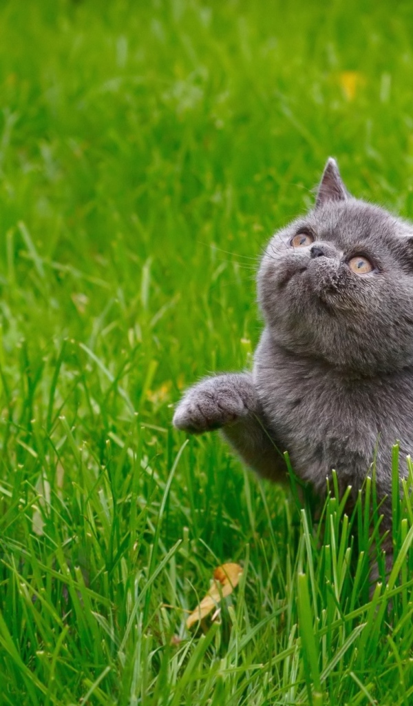 Серый котенок британец гуляет по зеленой траве