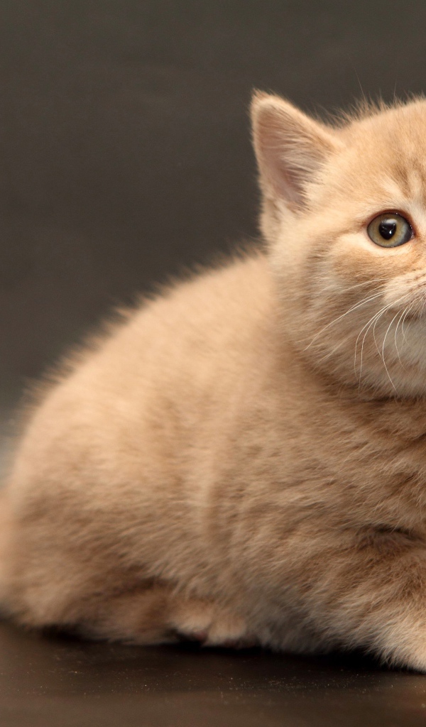 Маленький милый рыжий котенок на сером фоне