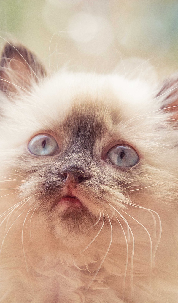 Породистый пушистый голубоглазый котенок
