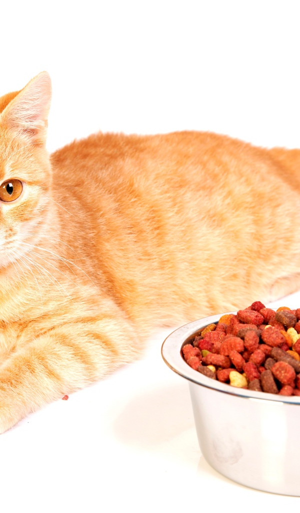Рыжий котенок с миской корма на белом фоне