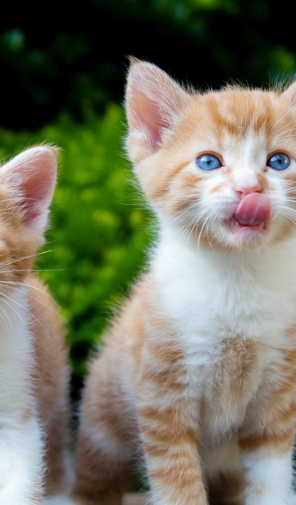 Два маленьких рыжих голубоглазых котенка