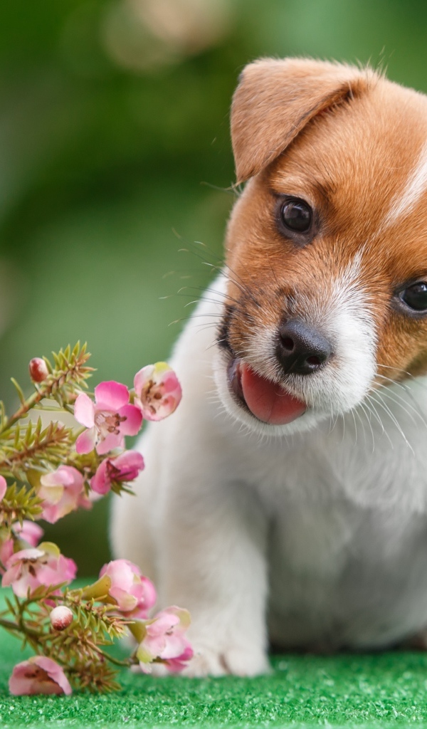 Смешной щенок Джек Рассел Терьер с цветами
