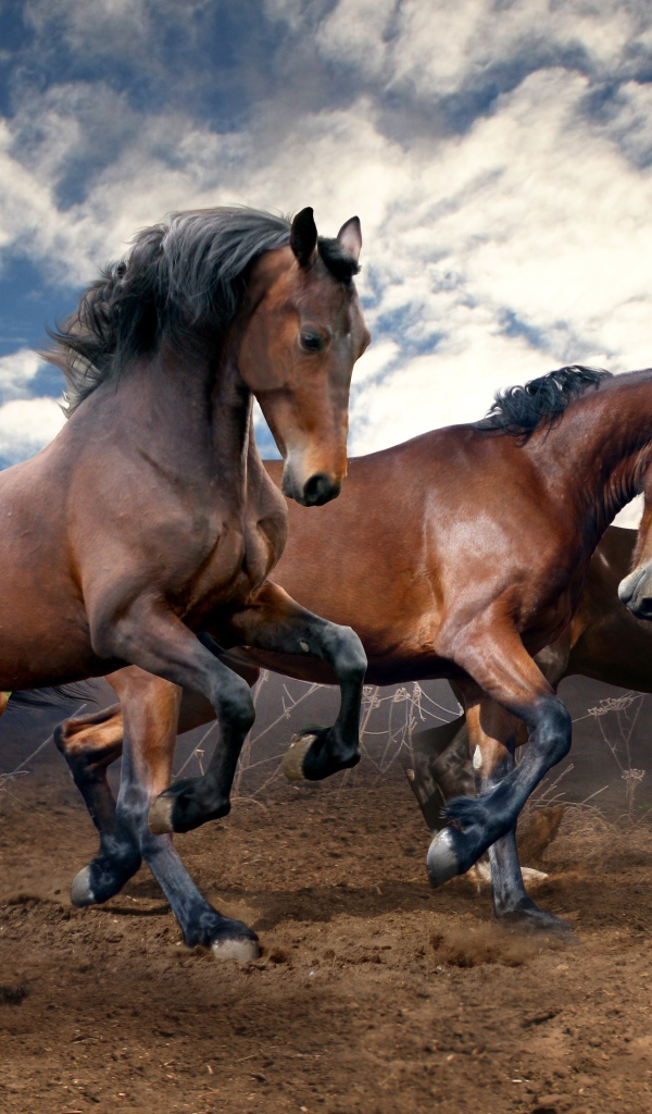 Beautiful brown horses jumping on the ground under the beautiful sky
