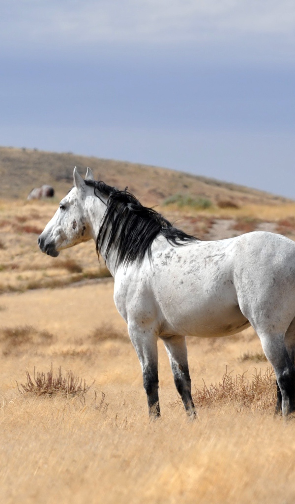 Белый конь с черной гривой пасется на сухой траве