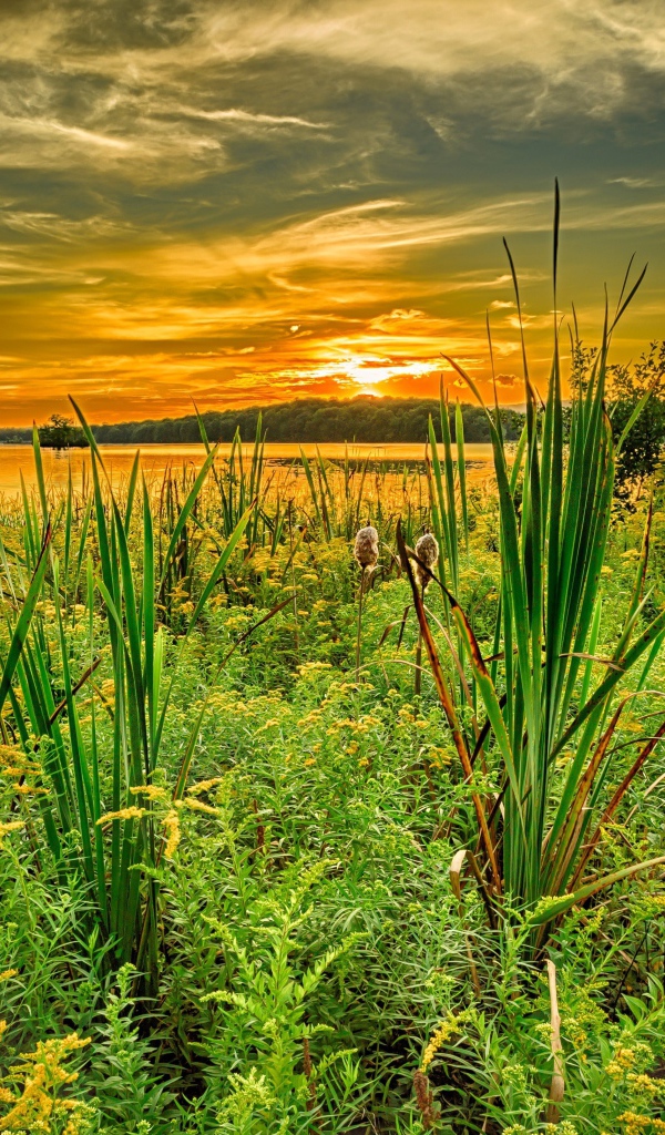 Трава на берегу озера под красивым небом на закате солнца