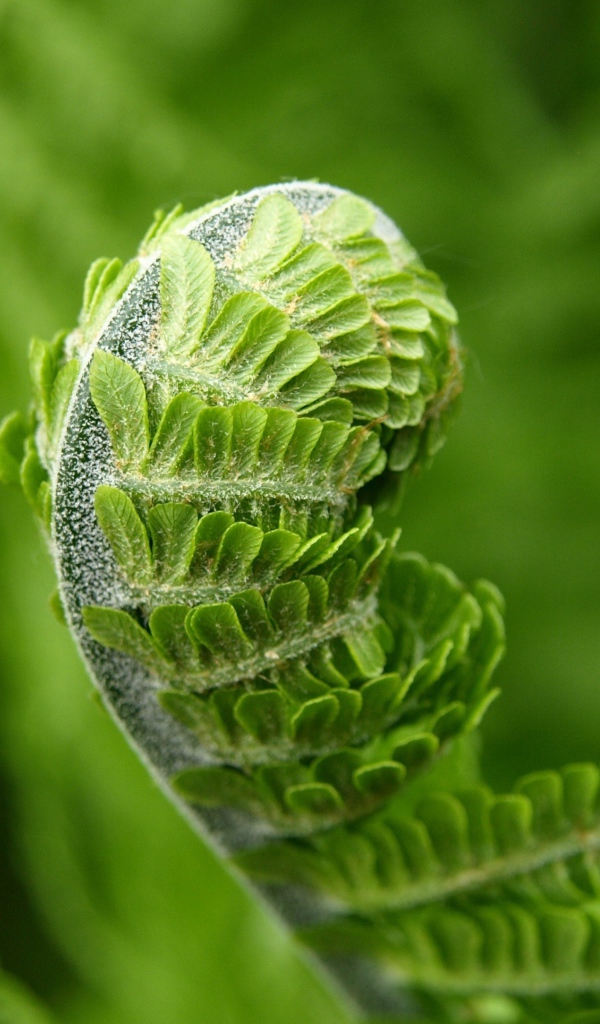 The green leaf of the fern dissolves in the spring