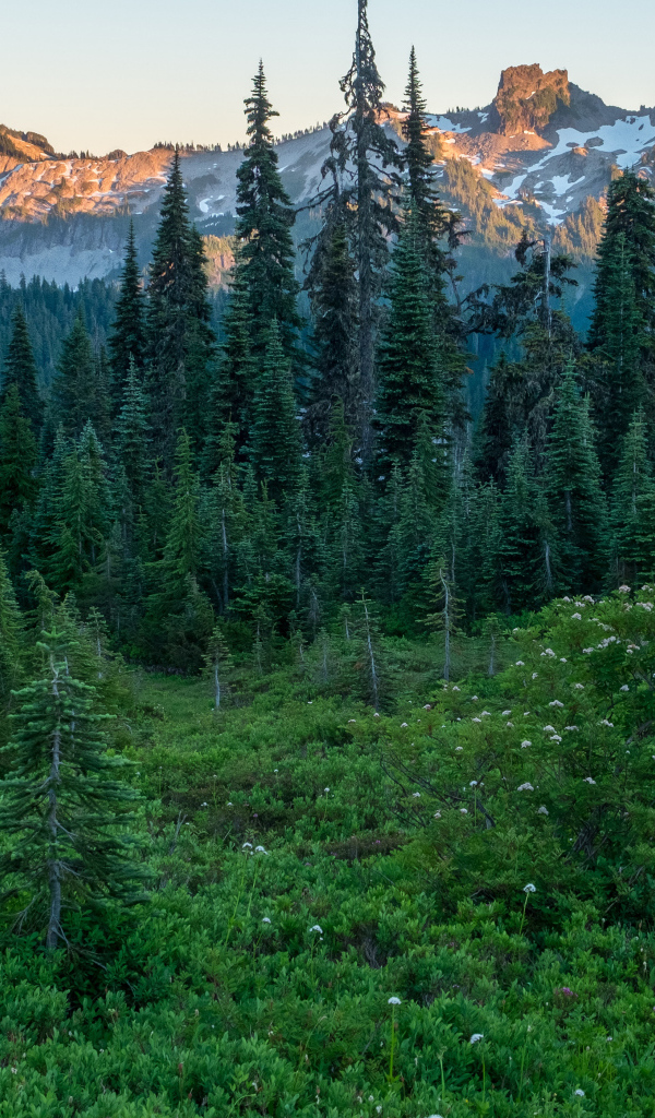Вид на зеленый хвойный лес и верхушки гор в лучах восходяшего солнца