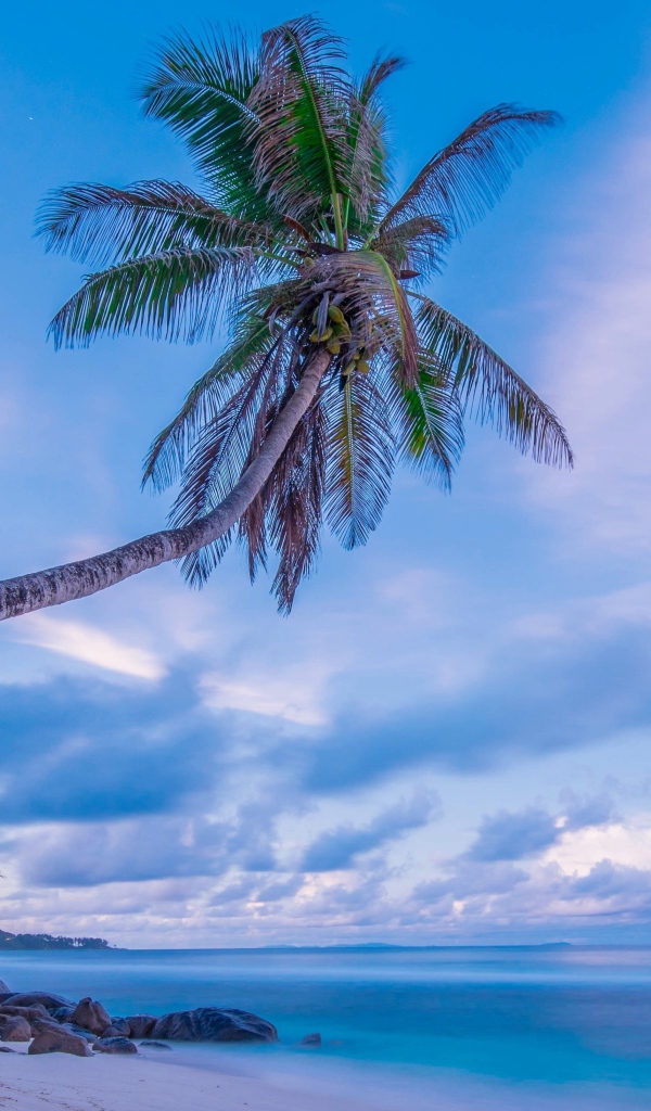 Большая пальма на тропическом пляже на фоне красивого неба