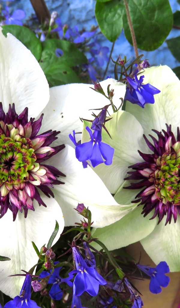 Красивые цветы клематисы с голубыми полевыми цветами