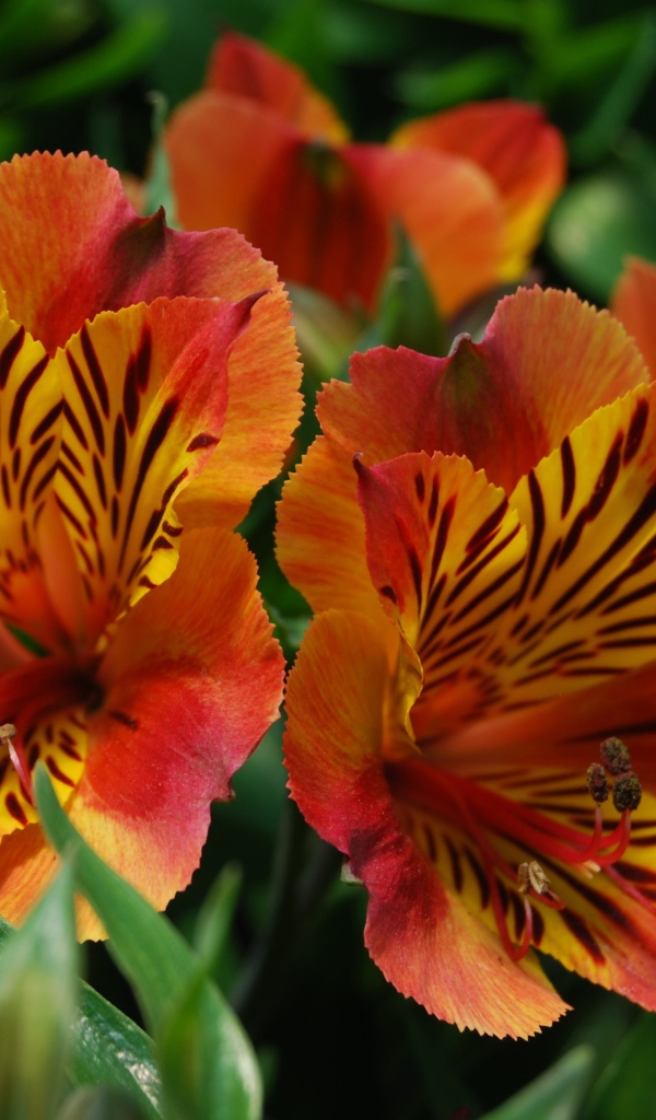 Красивые цветы альстрёмерия тигрового окраса