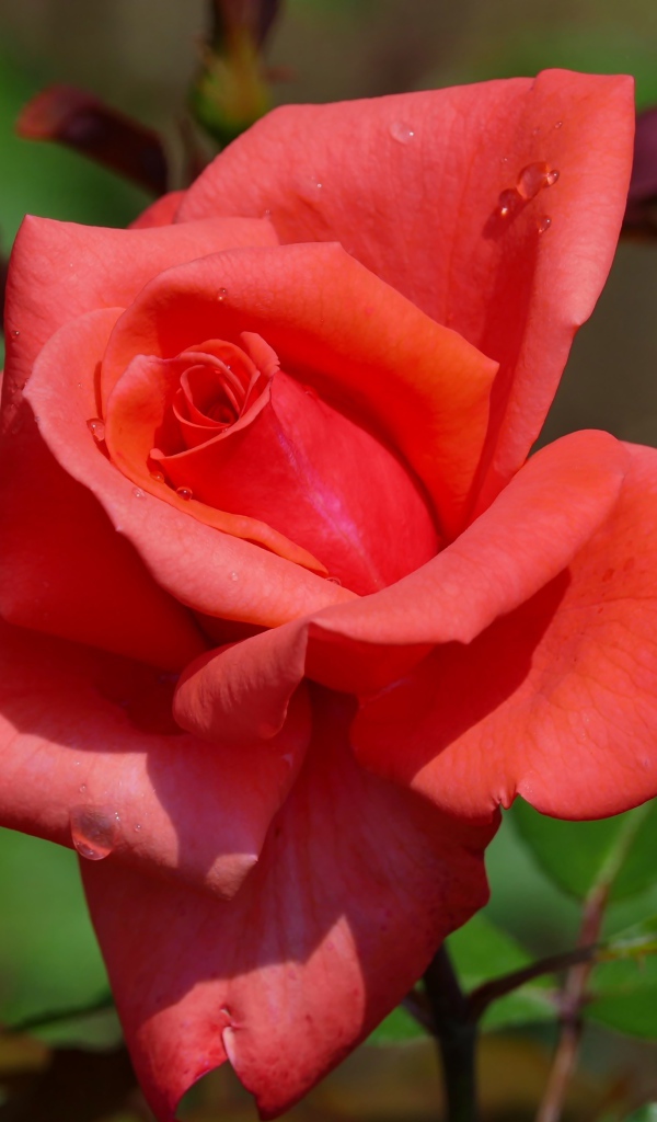 Красивый цветок розы с бутонами крупным планом