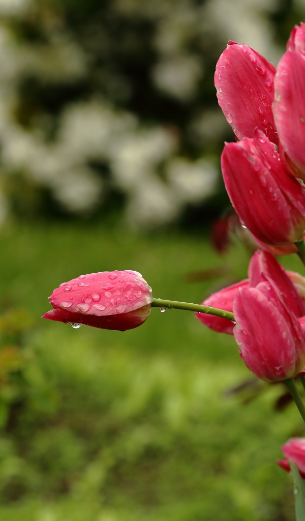 Букет розовых тюльпанов в каплях дождя