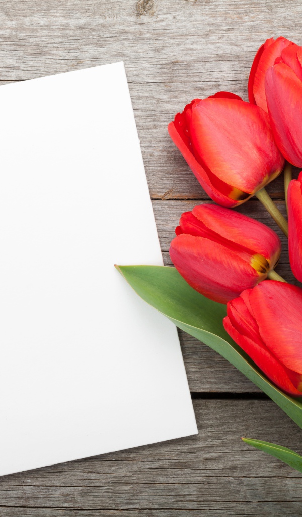 Букет красных тюльпанов с белым листом, шаблон для открытки