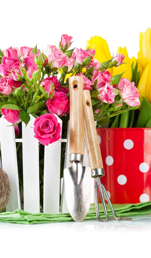 Цветы розовой розы и тюльпаны на белом фоне с садовыми инструментами