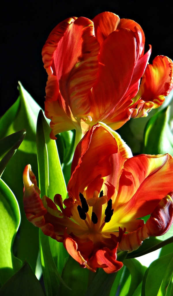 Orange tulips with green leaves on a black background