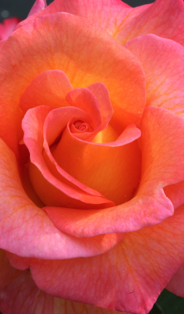 Розовый цветок красивой розы крупным планом