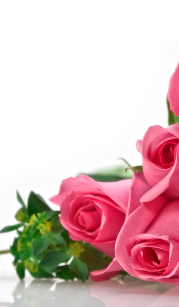 Розы на белом фоне, фон для поздравительной открытки