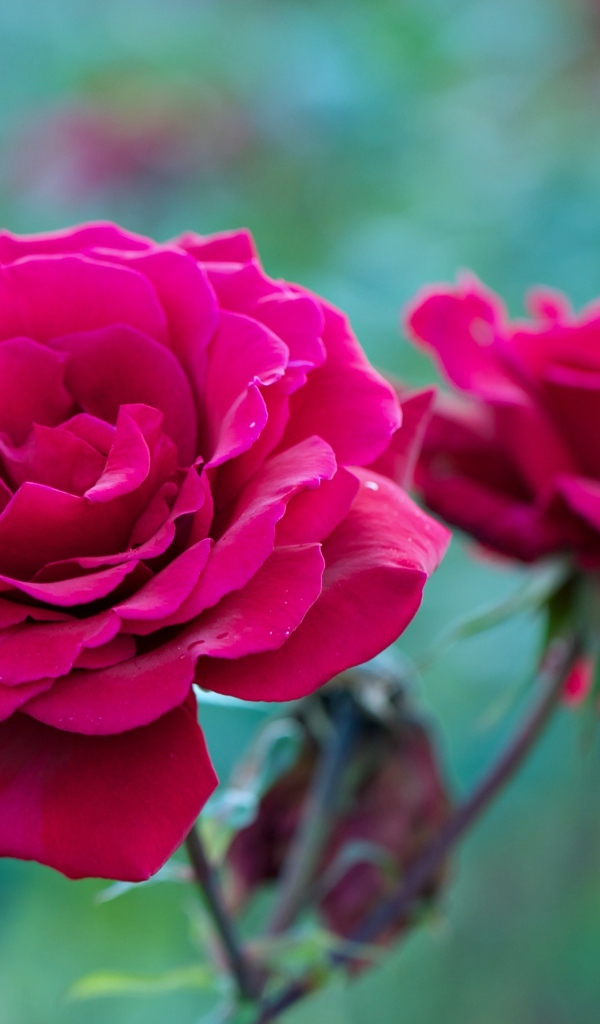 Two red roses on a flower bed closeup