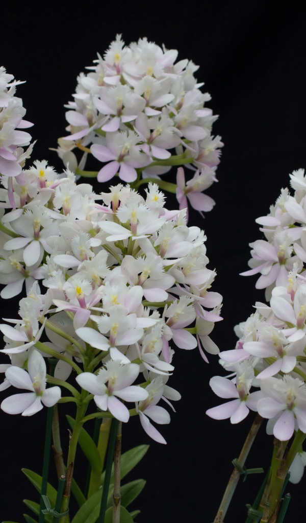 Необычные белые экзотические цветы орхидеи