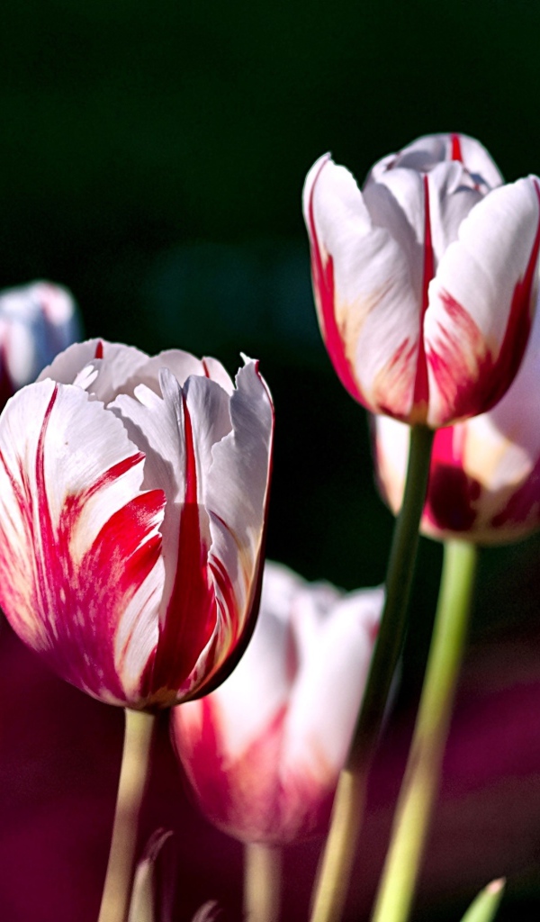 Бело-розовые тюльпаны крупным планом