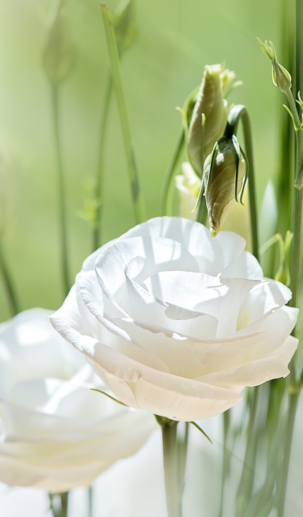 Белые цветы Эустома с бутонами в лучах солнца
