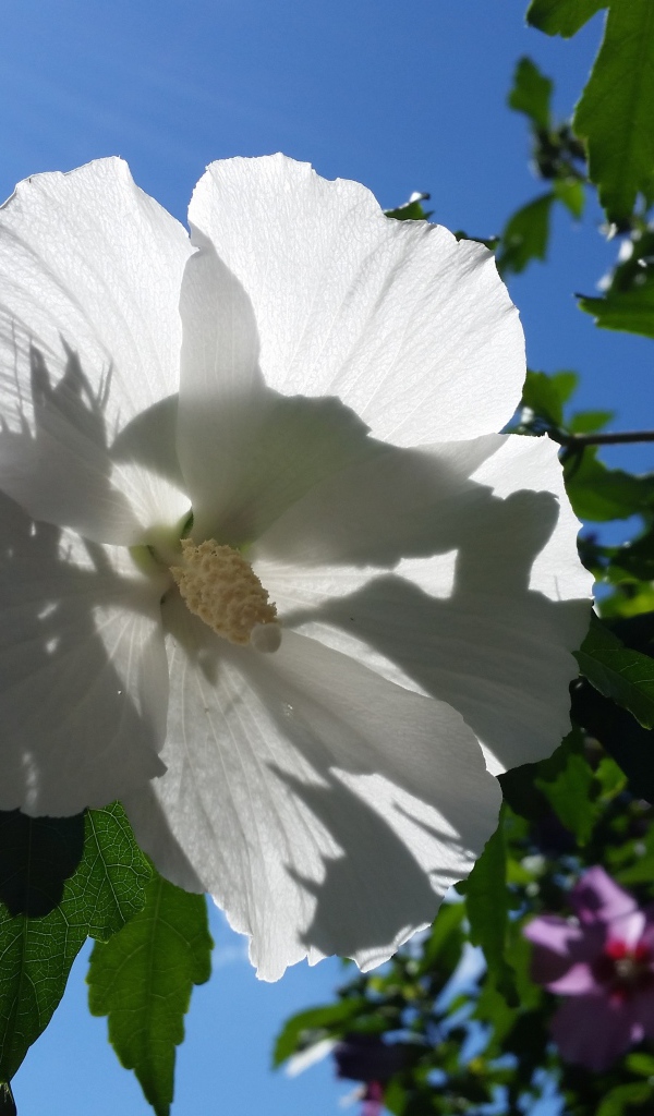 Белый цветок гибискуса на фоне голубого неба