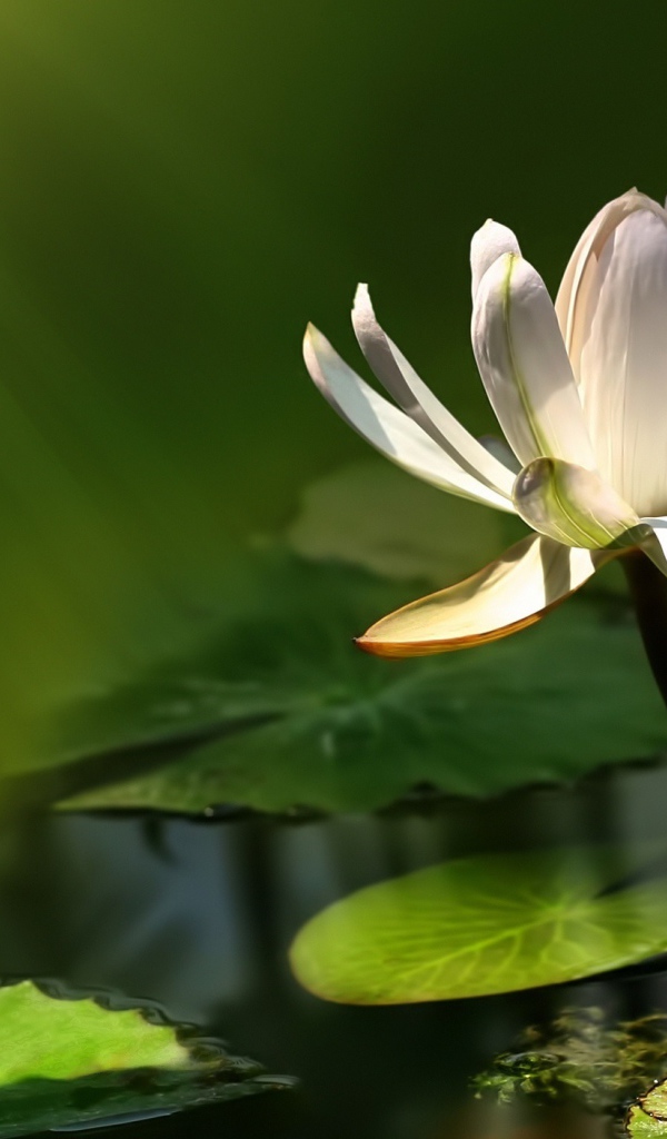 Белый цветок лотоса в воде в лучах солнца