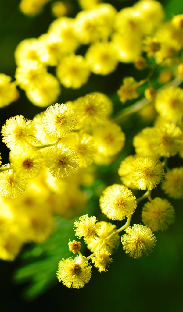 Желтые шарики цветов мимозы вблизи