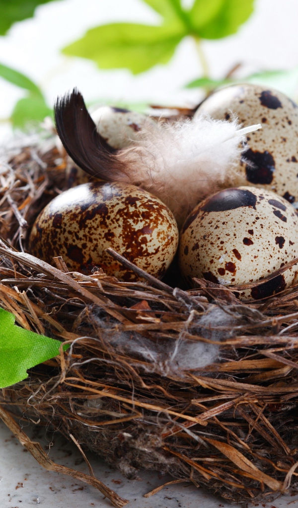 Гнездо с яйцами и зелеными листьями