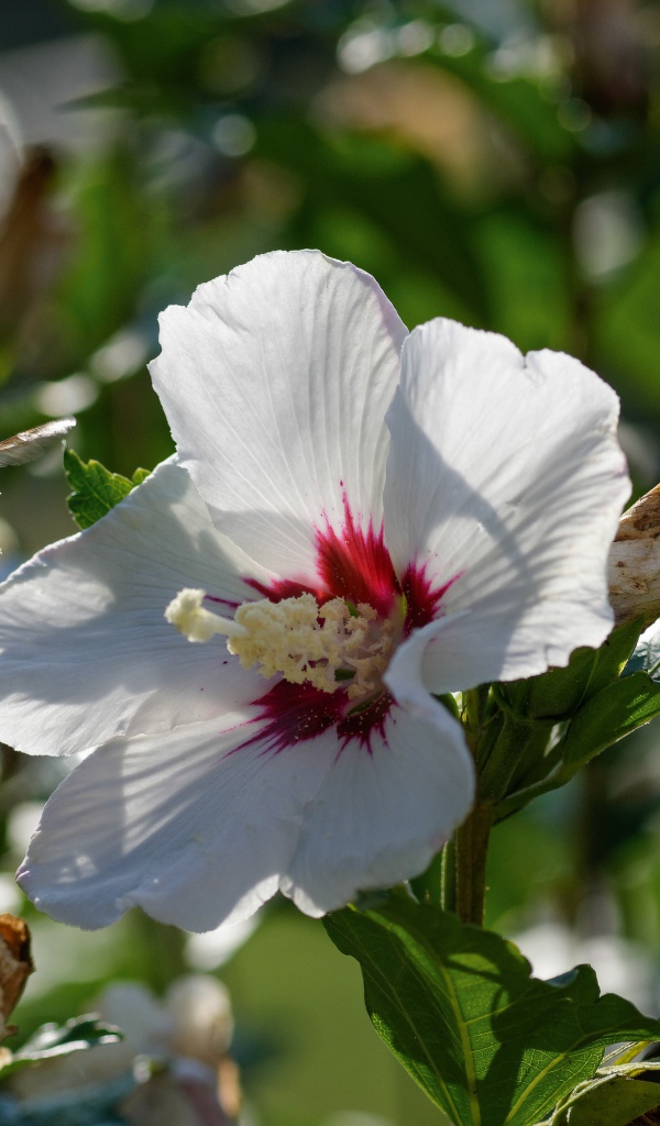 Нежные белые цветы гибискуса в лучах солнца в саду