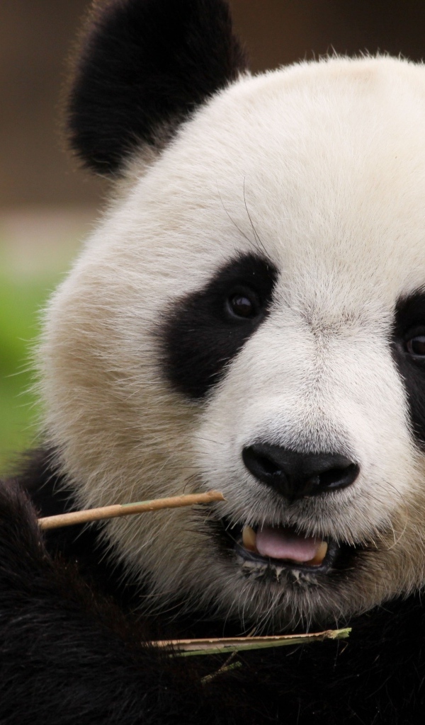 Большая панда грызет ветку бамбука