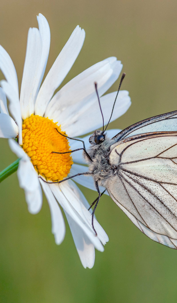 Красивая белая бабочка на цветке ромашки