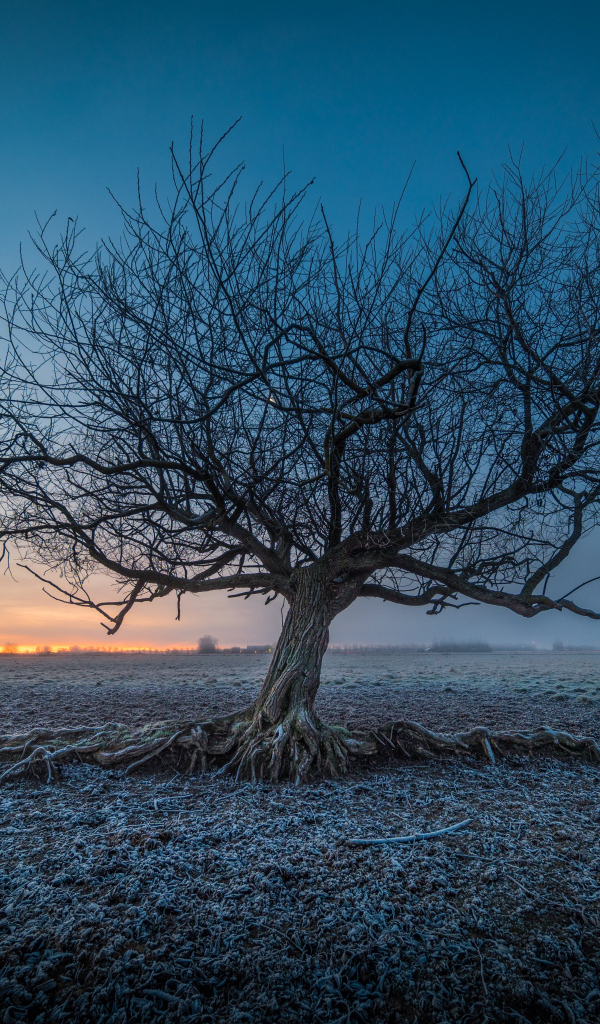 Большое старое дерево на покрытой морозом земле