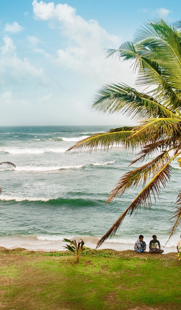 Высокие пальмы на тропическом берегу у океана