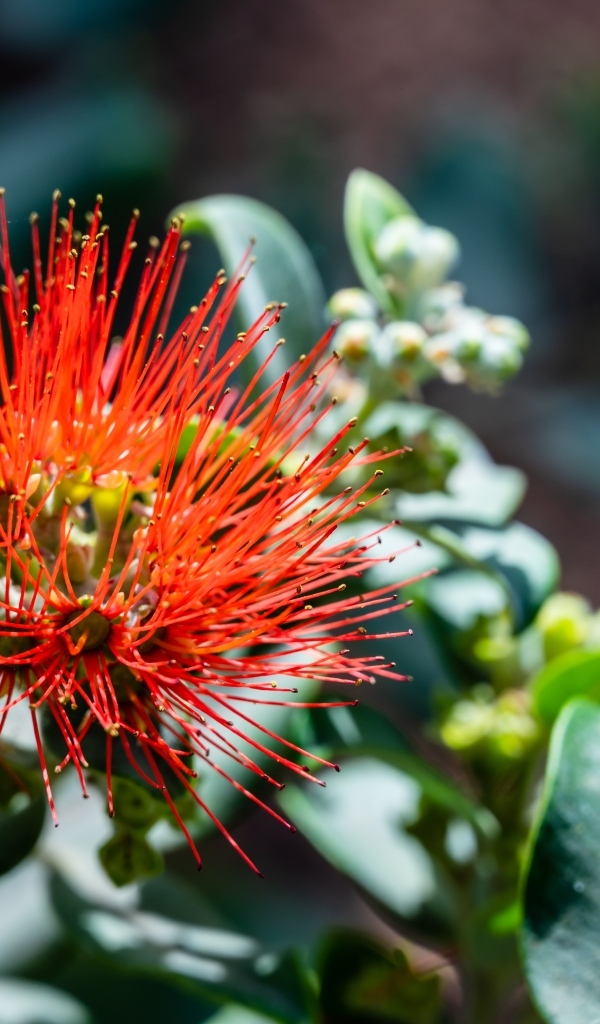 Необычный красный цветок эвкалипта крупным планом